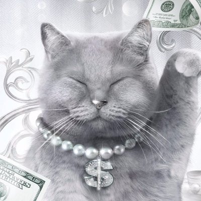 Cash Cats - Animal - The Shorty Awards