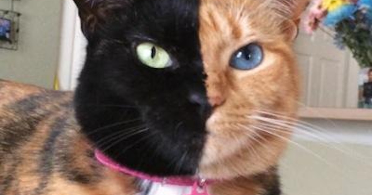 Venus The Two Face Cat Animal The Shorty Awards