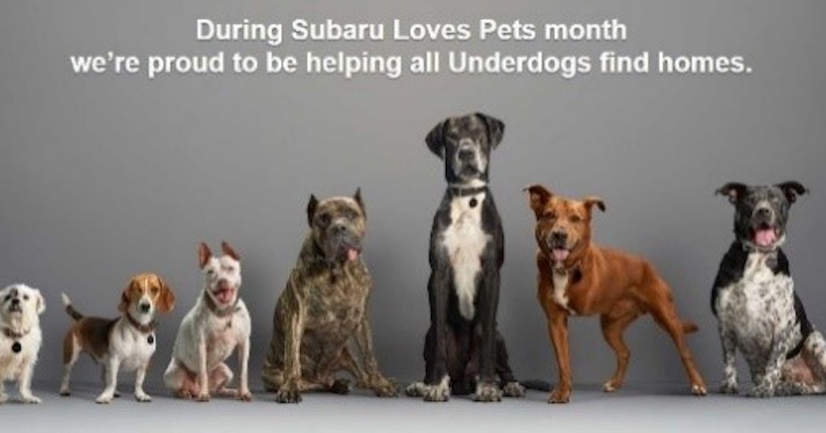 Subaru Celebrates Pets By Establishing National Make A Dog S Day The Shorty Awards Subaru Celebrates Pets By Establishing National Make A Dog S Day The Shorty Awards
